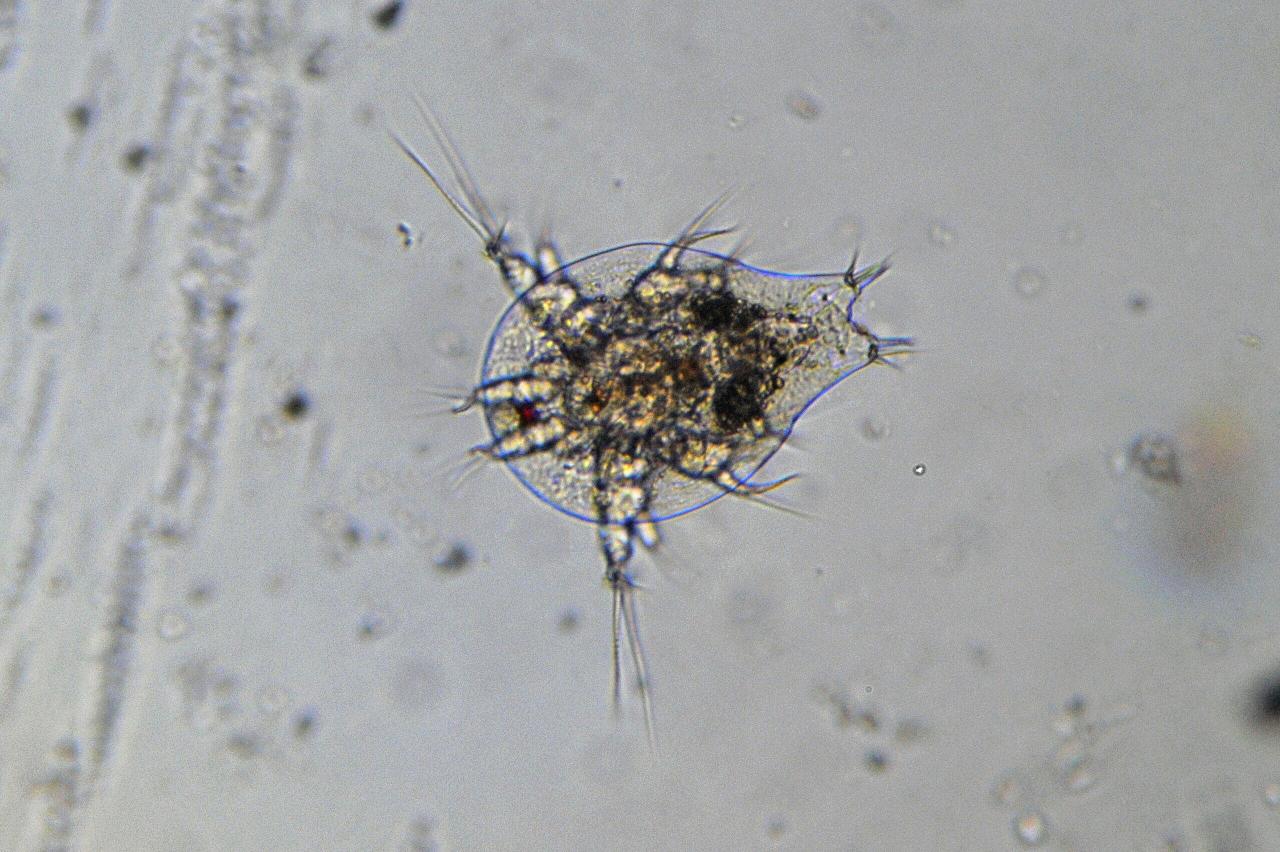 Copepode e relativo Nauplio